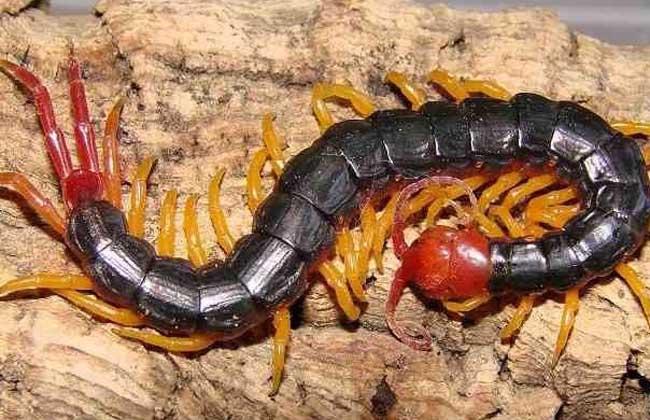蜈蚣种类图片大全