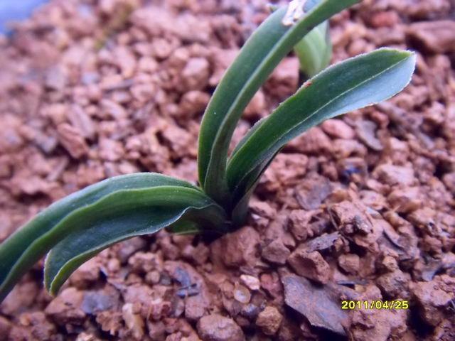 刚挖春兰漂亮蛤蟆皮矮种王