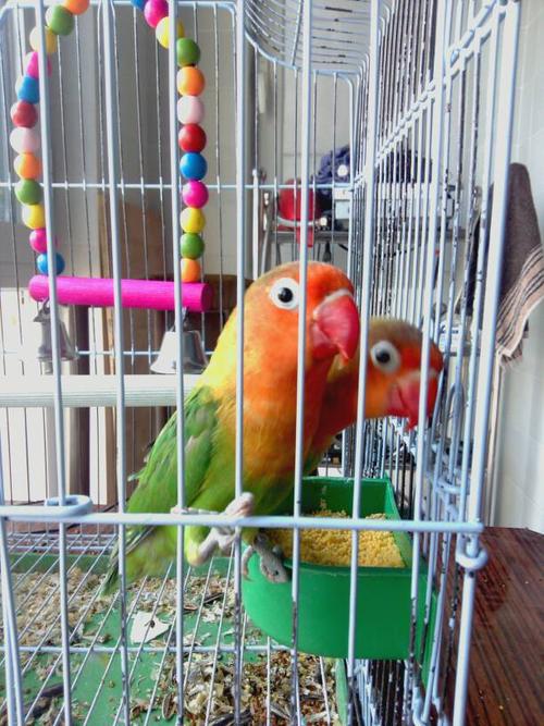 请问这两只牡丹鹦鹉分别多大了?高手来.我从2015年国庆节开始养.