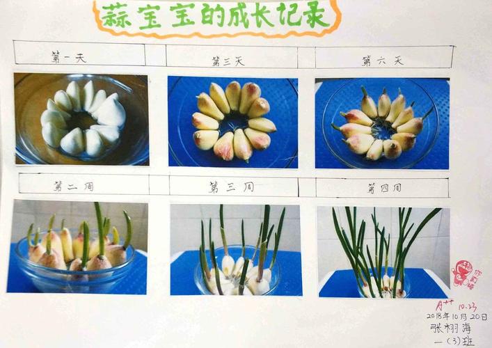 大蒜的生长记录