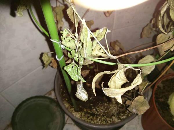 铁线莲的枯萎病防治
