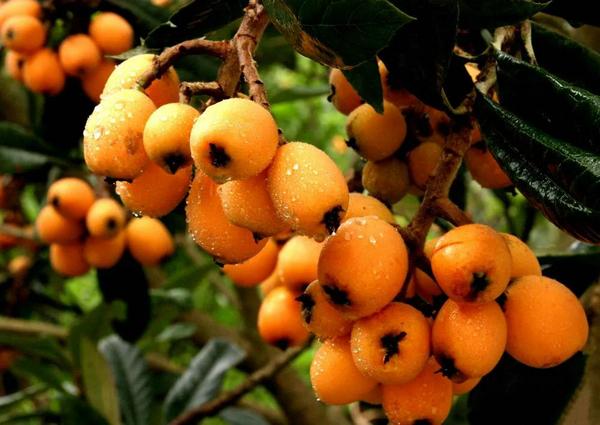 宋.周必大.《枇杷》