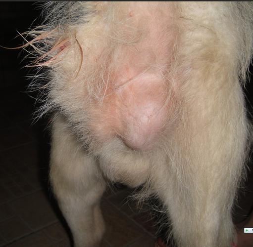 狗狗身上长了个硬块 是肿瘤吗? 还能治吗?