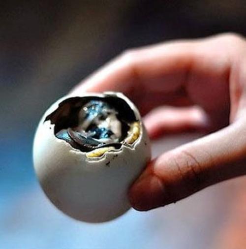 越南北方人喜欢吃长得老一些的毛鸭蛋,这时的鸭嘴和脚爪都已显雏形.