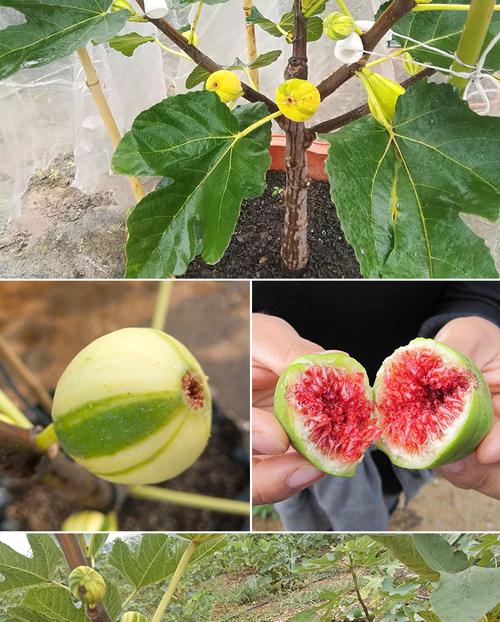 合元景新品种无花果树果苗盆栽地栽庭院南方北方种植bnr青花无花果