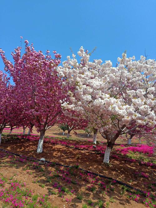 最美好回忆(24)2020年5月2日《大连市旅顺口区203樱花园》