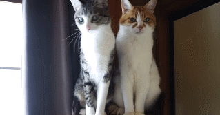 猫咪反应真快看啥呢gif动图_动态图_表情包下载_soogif