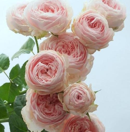 粉月亮 多头切花包子日月阳台盆栽花卉微型月季花苗 品种 规.