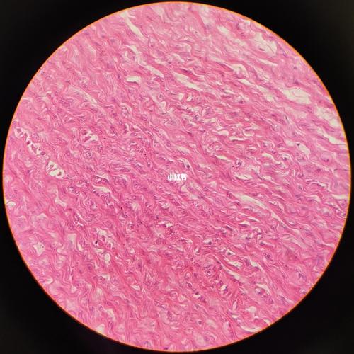 组胚绘图-大动脉_组织学与胚胎学实验绘图_文化_绘画