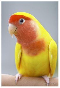 美国黄桃脸牡丹鹦鹉