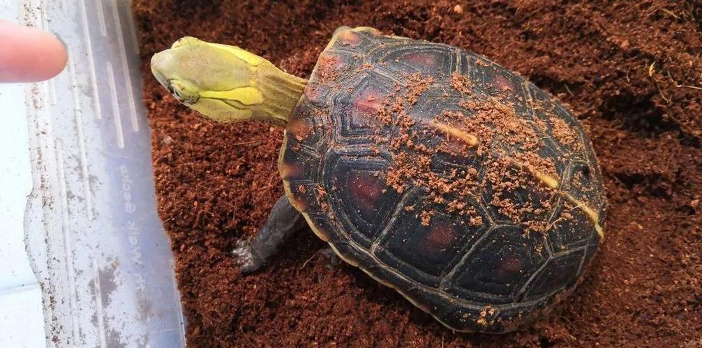 原创两种国龟的悲歌古时的山泽常客到现今的附录稀客