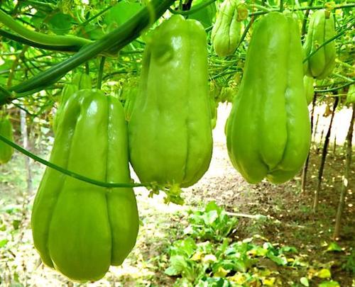 佛手瓜的种植时间和方法