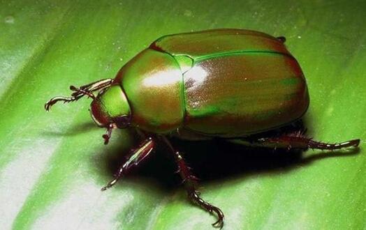发现一种很像苍蝇又像蜜蜂的虫子,绿色磨砂质硬壳,很漂亮,请问叫什么?