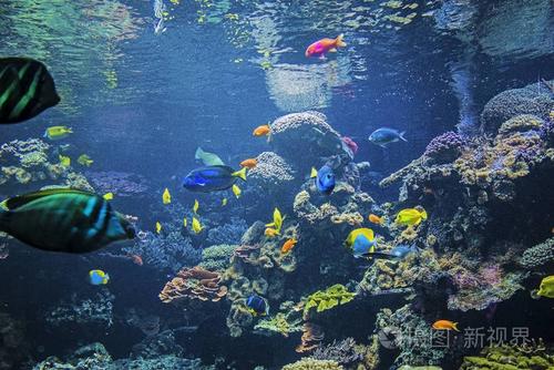 珊瑚礁和热带鱼类在阳光下.新加坡水族馆