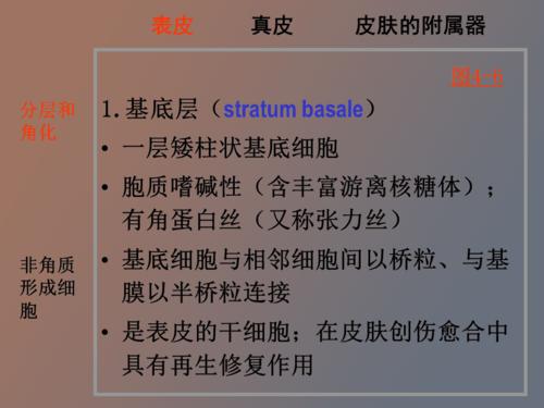 人面部皮肤结构图详解