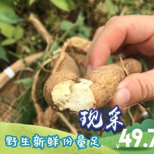 天花粉 现挖新鲜野生500克 栝蒌根花粉楼根瓜蒌根栝楼根白药瑞雪