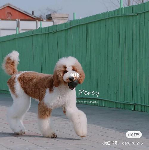 自己身上长了一个自己的红白花巨贵_红白巨贵_宠物_狗