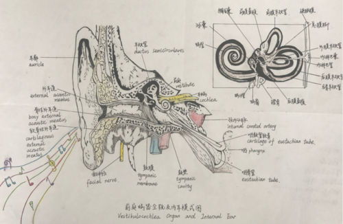 让医学生的画笔带你领略解剖