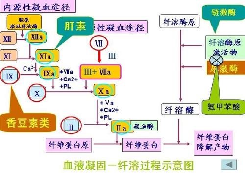 肝素抗凝机制是什么?|抗凝血酶|凝血因子|外源性|-健康界