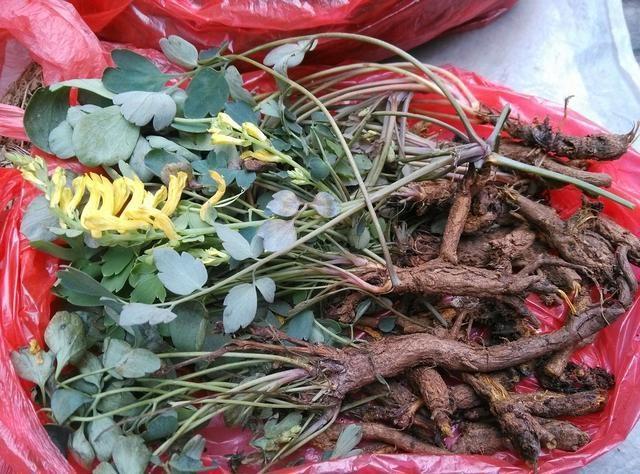 一种"野草"长在百米岩壁上,比天山雪莲还珍贵,采摘太困难了