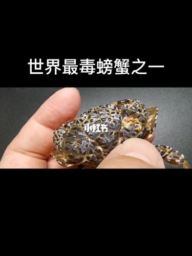 世界最毒螃蟹之一_螃蟹_海鲜_我爱吃海鲜_社科