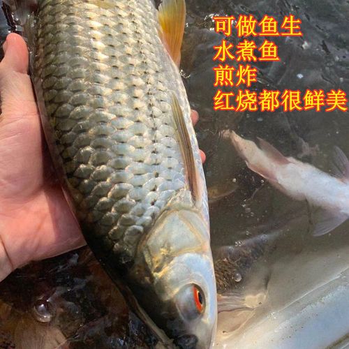 新鲜赤眼鱼红眼赤眼鳟 淡水鱼原生态万绿湖水库鱼生土货1斤非养殖