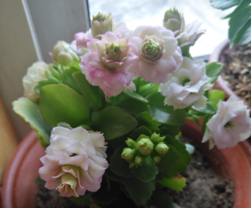 还有个品种跟安娜公主很像——孔雀(如下图),花色甚至比安娜公主还要