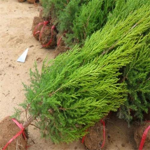 塔柏树苗松树苗侧柏树苗宝塔松柏树苗松柏树苗四季常青树绿化苗树