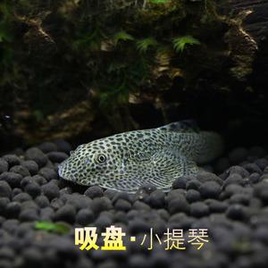 吸盘鱼观赏鱼