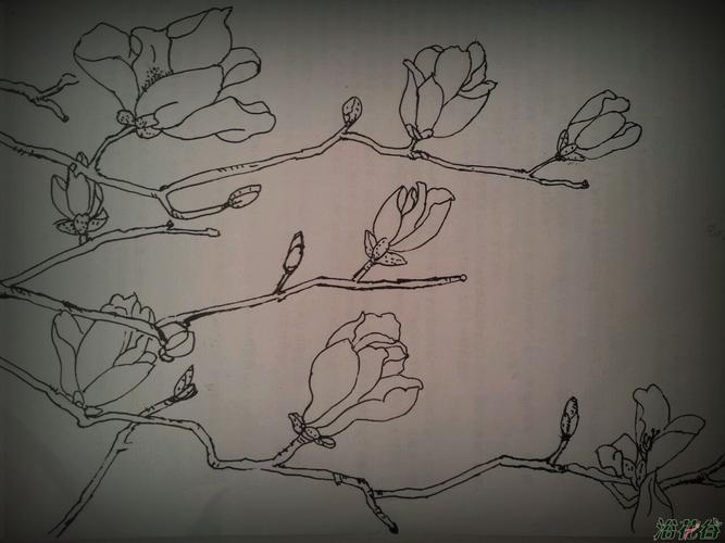 这个办法好(白描玉兰花)
