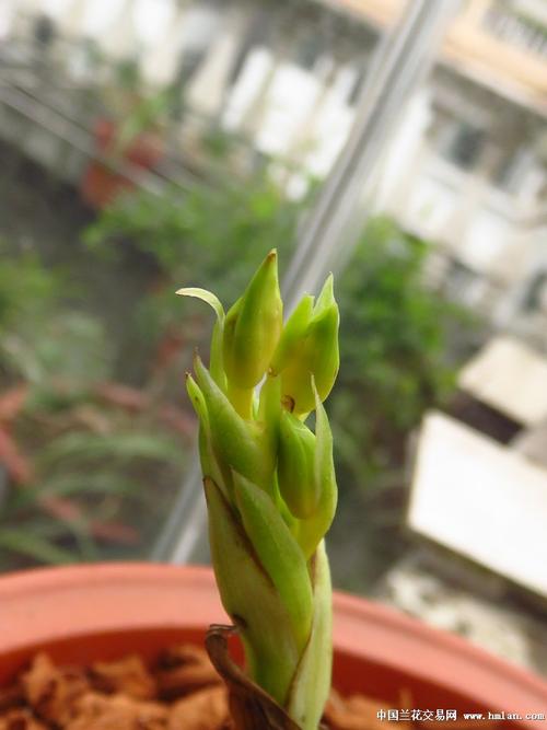蕙兰花苞