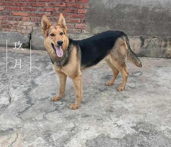 中昆明犬黑背系介绍