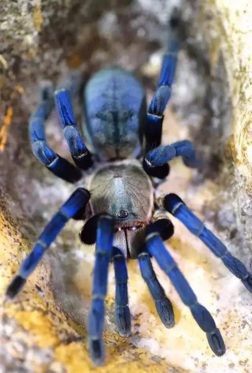 想养好金属蓝捕鸟,你要先掌握出水的手法