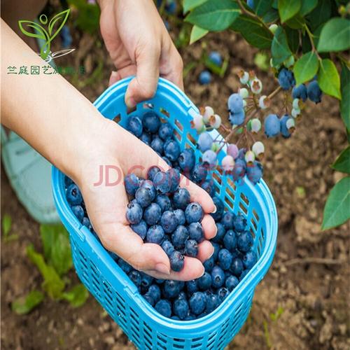 蓝莓苗当年结果黑珍珠 蓝莓树苗阳台 盆栽果树苗 地栽果树苗 南北方