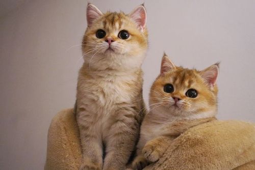 养猫最好要养两只以上接猫指南