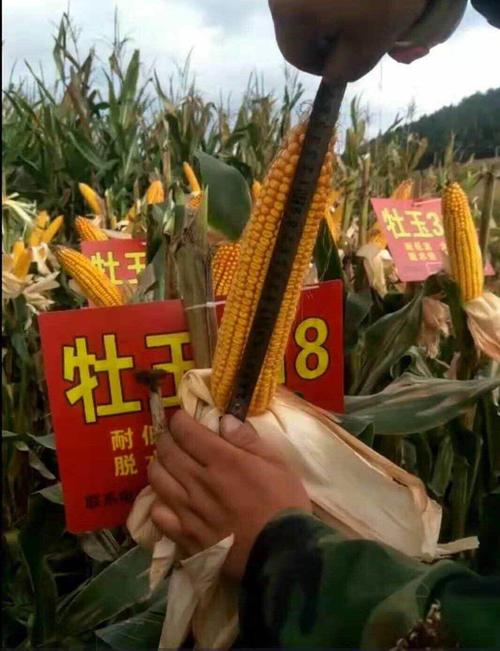 牡玉318玉米品种介绍