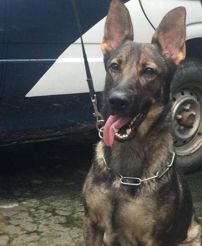 欧洲实战警犬宾利后代,东德牧羊犬ddr犬