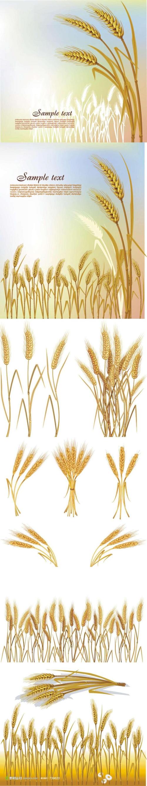 麦穗小麦插画矢量素材