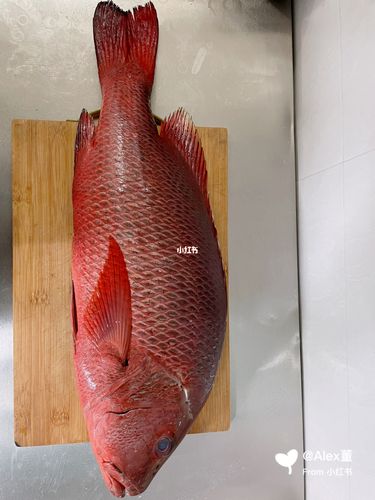 6.3斤红友鱼_海鱼_美食_美食展示