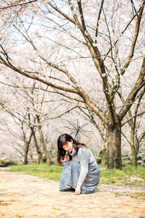 组图:浸大校花唯美樱花写真 高颜值美醉人心 : 浸大校花唯美樱花写真