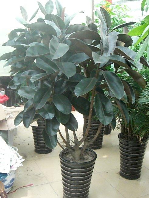 [转载]橡皮树的养植方法