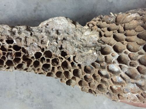 求个位专家看看是不是蜂巢化石