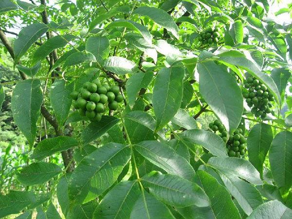 为芸香科植物黄柏或黄皮树的干燥树皮.剥取树皮后,除去粗皮,晒干.
