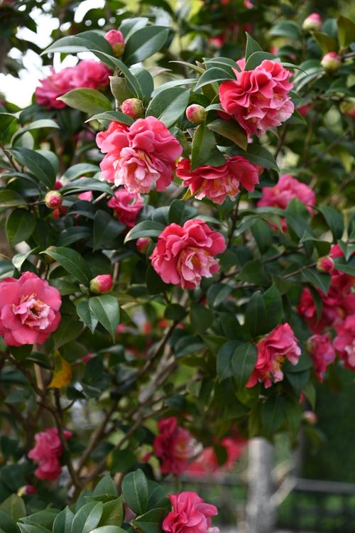 茶花——红粉佳人之美