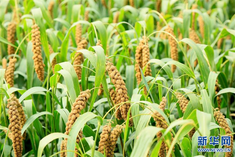 河南汝阳:打好"谷子牌" 念好"致富经"