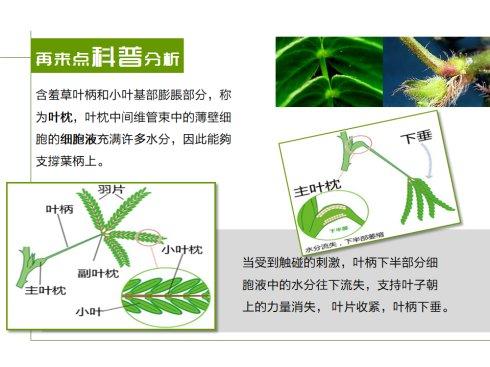 我的花草日记-含羞草