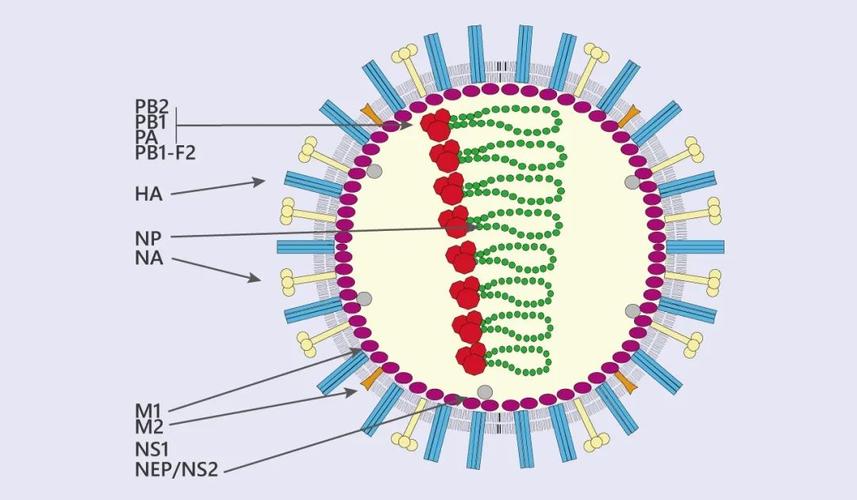 流感病毒结构