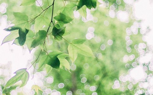 2018文艺女青年网名_小清新网名女生简洁