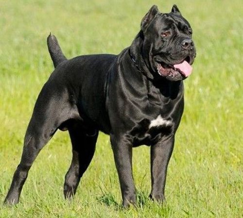 强盗的终结者卡斯罗犬