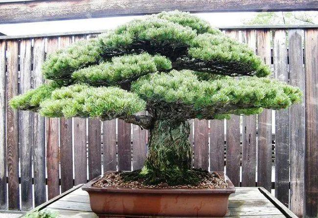 800年历史的日本著名盆景